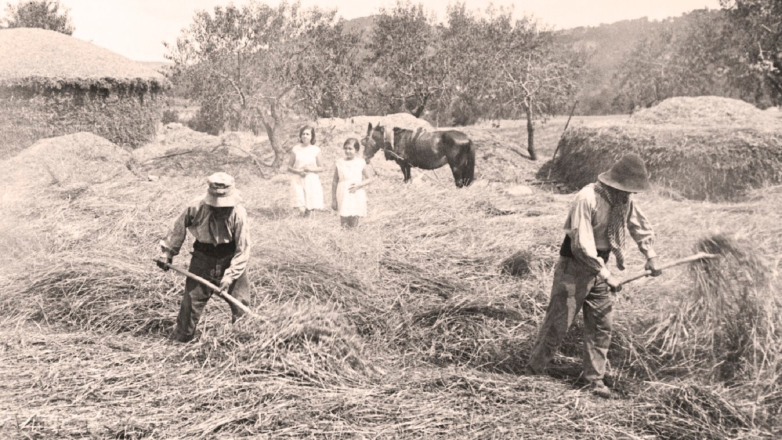 Farmers threshing wheat animals. Vintage 1930. Country house. Two girls looking at the work of farmers.